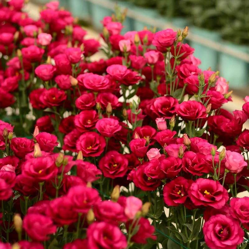 CILIFER® 🔥🌺Low-maintenance Eustoma Flower Seeds🌈