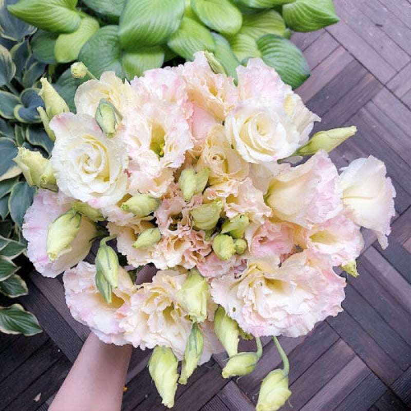 CILIFER® 🔥🌺Low-maintenance Eustoma Flower Seeds🌈