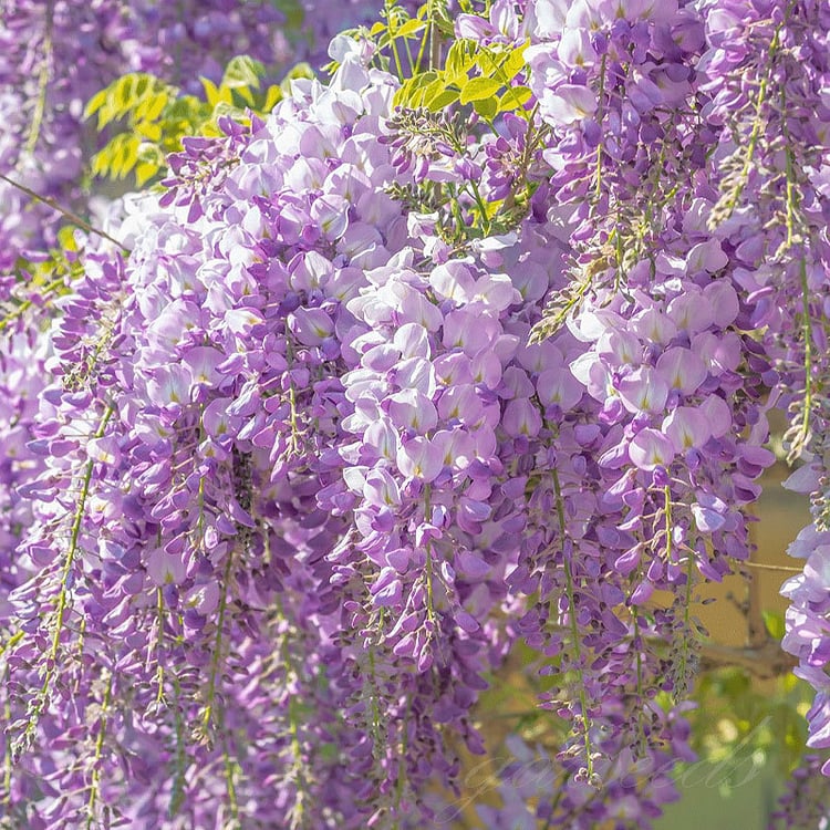 CILIFER® 🌸WISTERIA - THE GARDEN'S CASCADING BEAUTY ALL YEAR ROUND