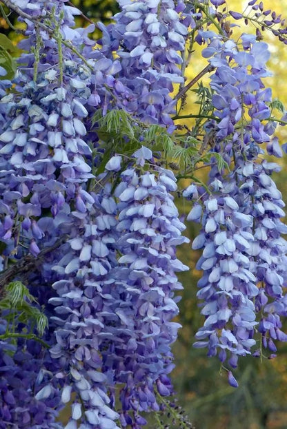 CILIFER® 🌸WISTERIA - THE GARDEN'S CASCADING BEAUTY ALL YEAR ROUND