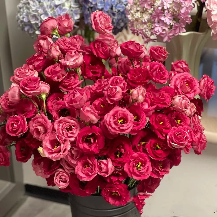 CILIFER® 🔥🌺Low-maintenance Eustoma Flower Seeds🌈