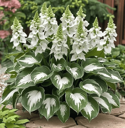 CILIFER® Premium Rare Hosta 🌿 Shade-Tolerant Plant