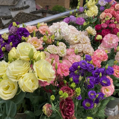 CILIFER® 🔥🌺Low-maintenance Eustoma Flower Seeds🌈