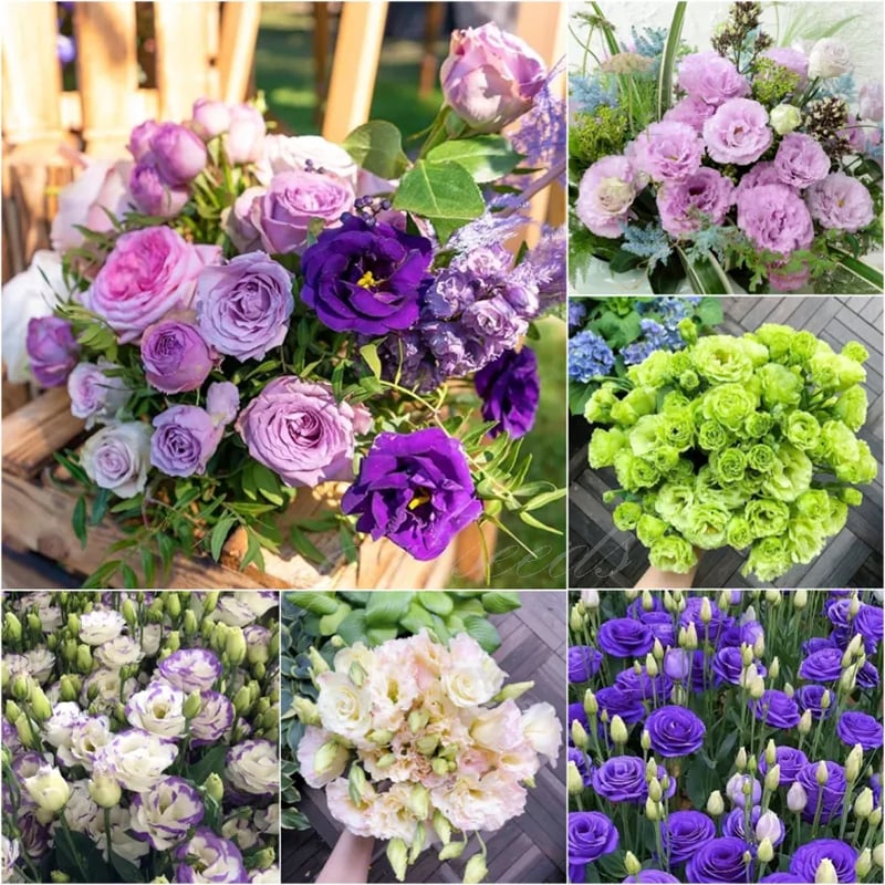 CILIFER® 🔥🌺Low-maintenance Eustoma Flower Seeds🌈