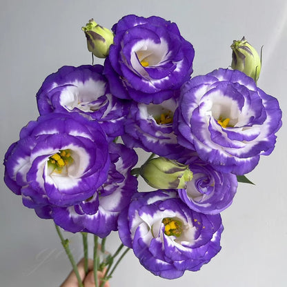 CILIFER® 🔥🌺Low-maintenance Eustoma Flower Seeds🌈