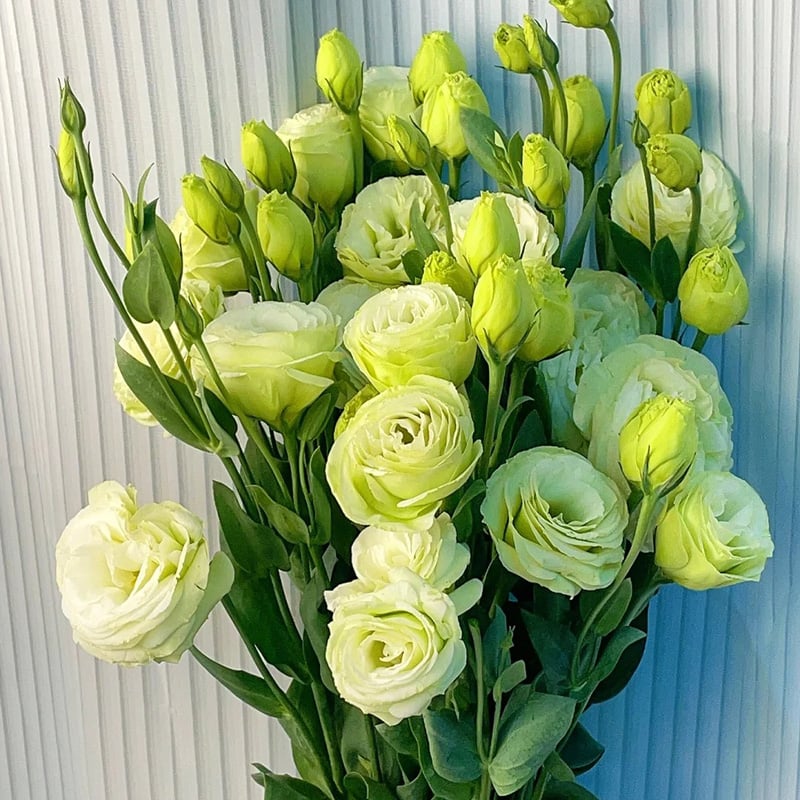 💚Green