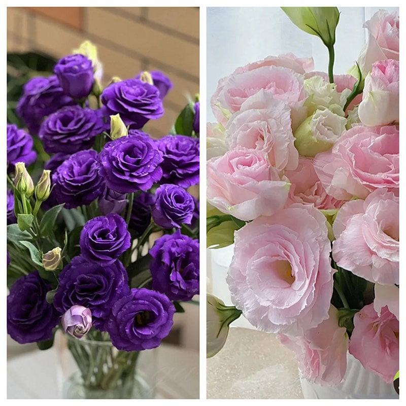 CILIFER® 🔥🌺Low-maintenance Eustoma Flower Seeds🌈