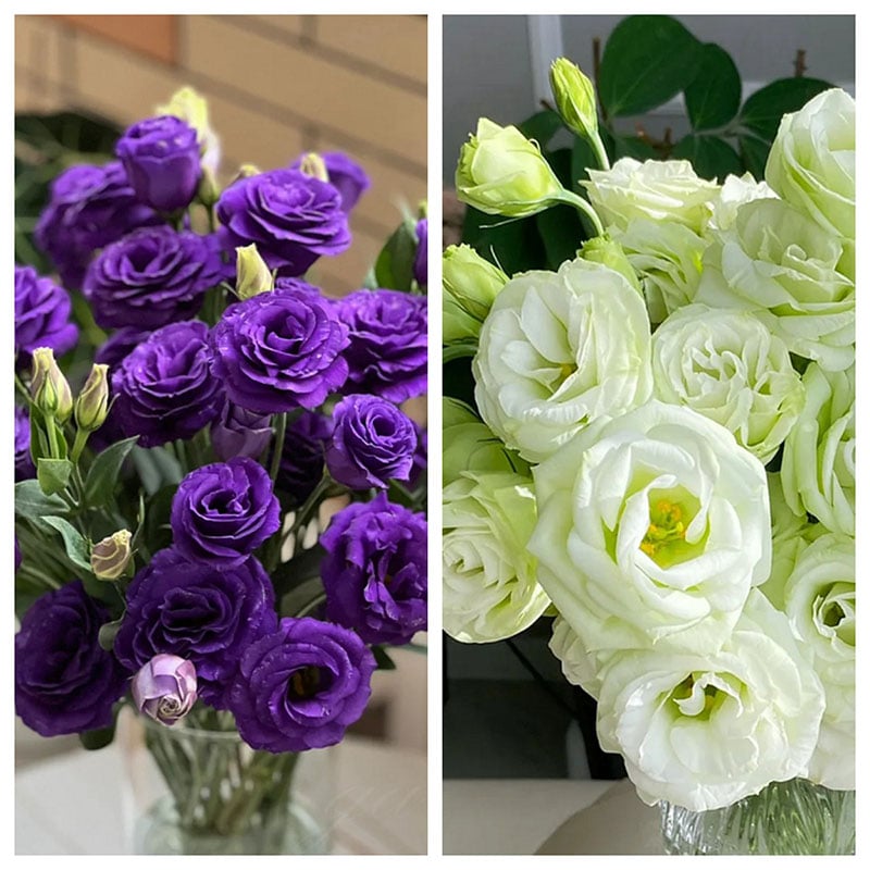 CILIFER® 🔥🌺Low-maintenance Eustoma Flower Seeds🌈