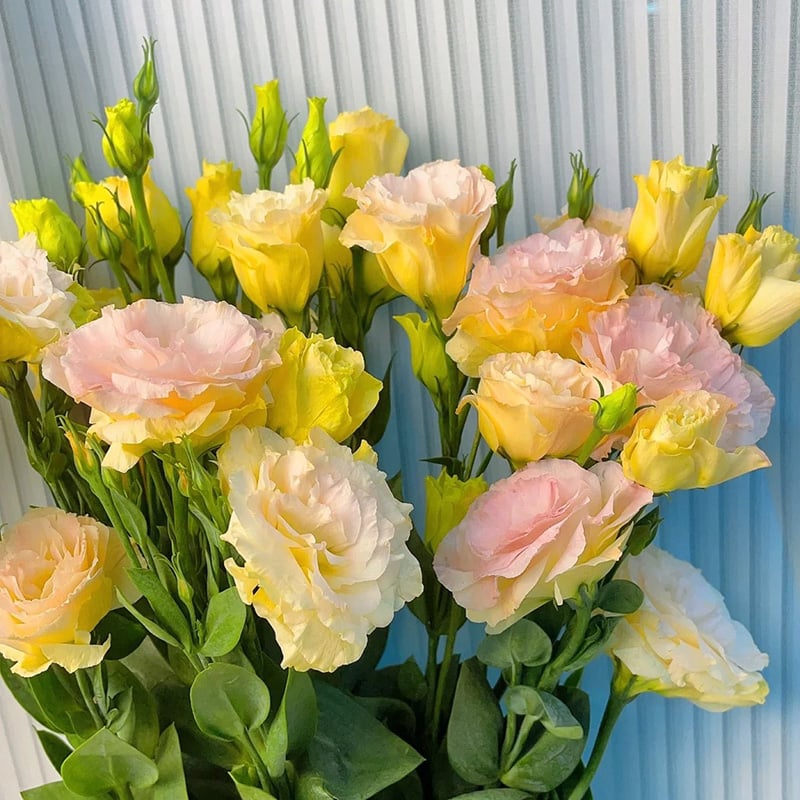 CILIFER® 🔥🌺Low-maintenance Eustoma Flower Seeds🌈