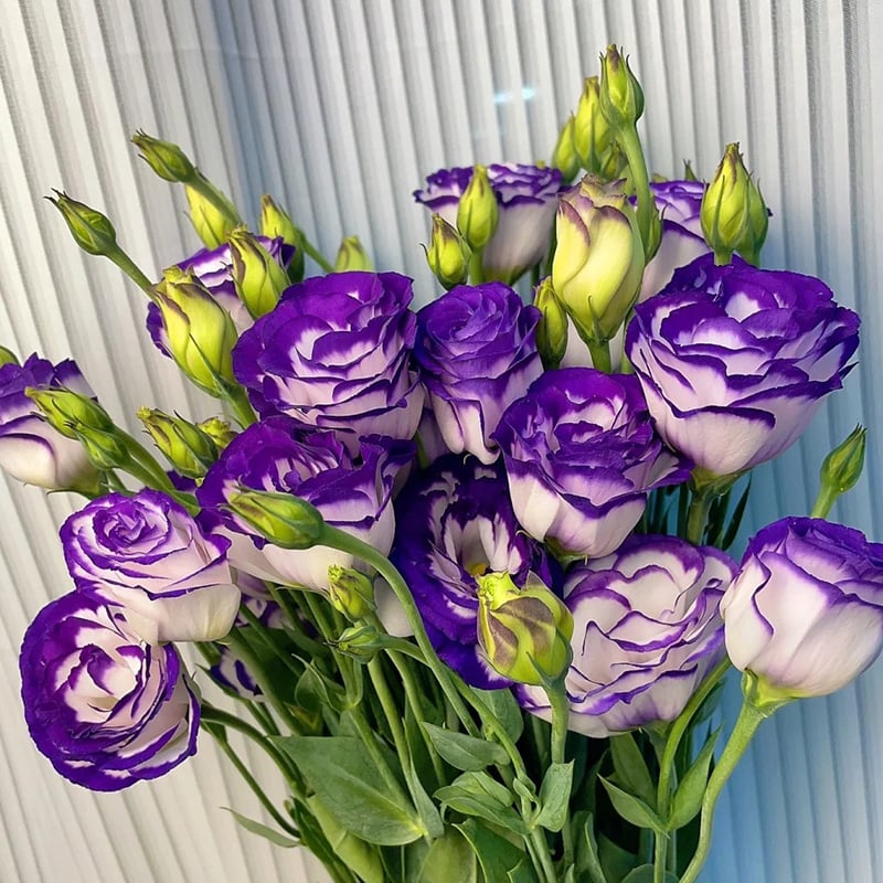CILIFER® 🔥🌺Low-maintenance Eustoma Flower Seeds🌈