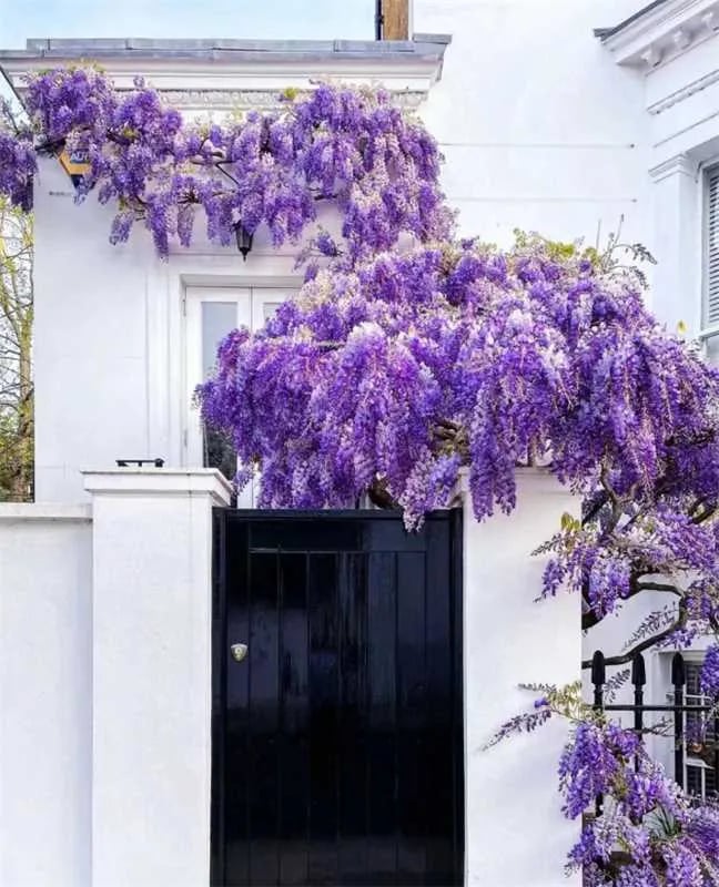 CILIFER® 🌸WISTERIA - THE GARDEN'S CASCADING BEAUTY ALL YEAR ROUND
