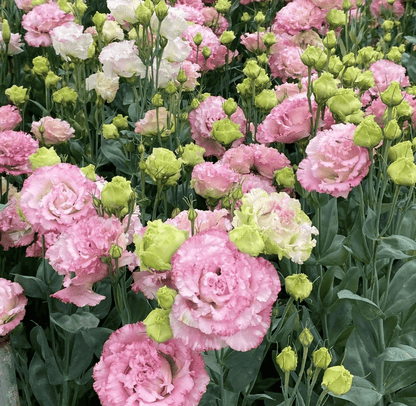CILIFER® 🔥🌺Low-maintenance Eustoma Flower Seeds🌈