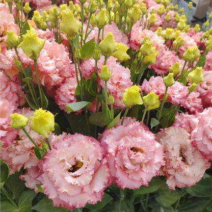CILIFER® 🔥🌺Low-maintenance Eustoma Flower Seeds🌈