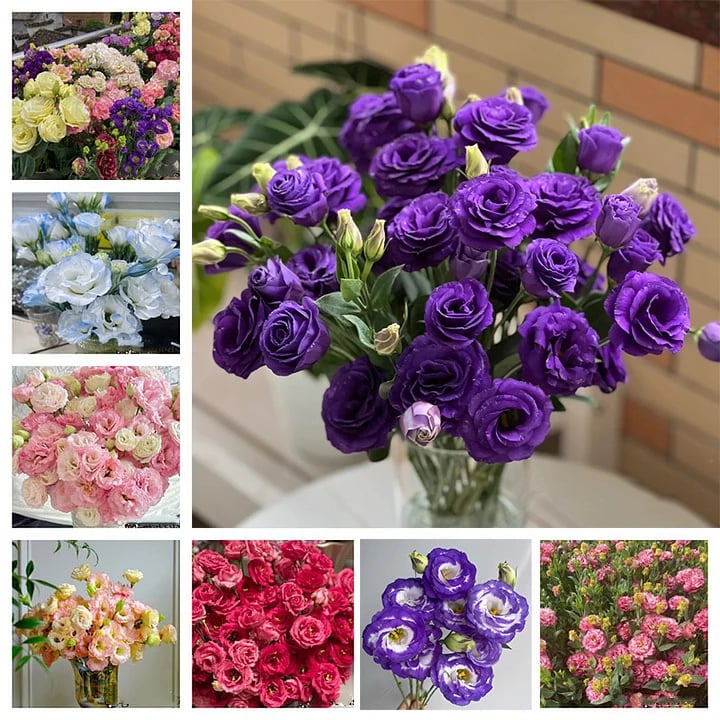 CILIFER® 🔥🌺Low-maintenance Eustoma Flower Seeds🌈