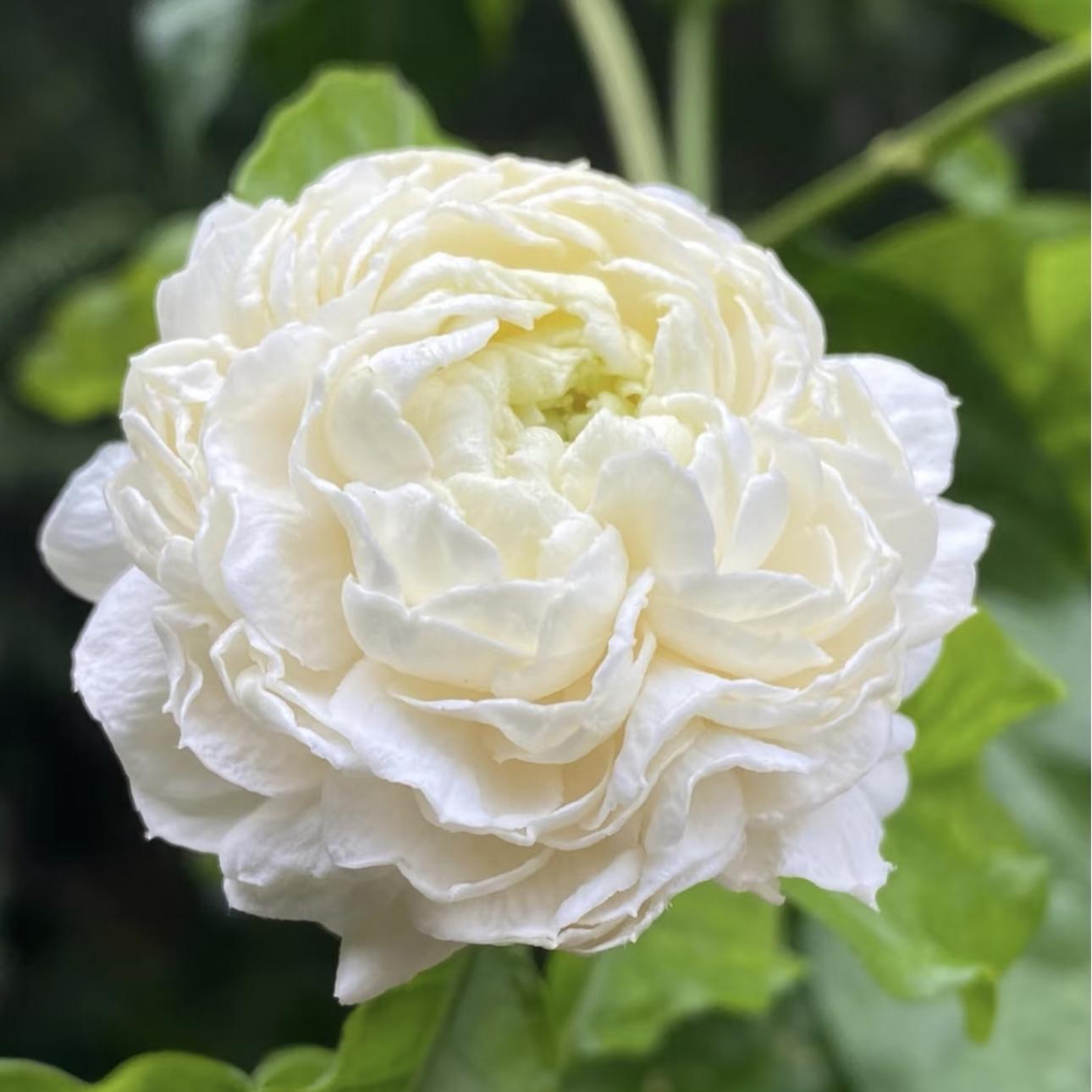 CILIFER® 🏆75K+ SOLD! 🌿❄️ Midnight Perfume Jasmine Seeds – Winter Planting. Perennial Blooms & Fragrant Garden Elegance 🌸