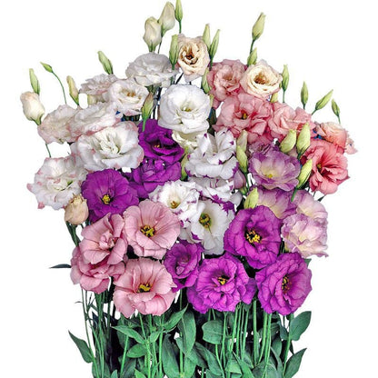 CILIFER® 🔥🌺Low-maintenance Eustoma Flower Seeds🌈