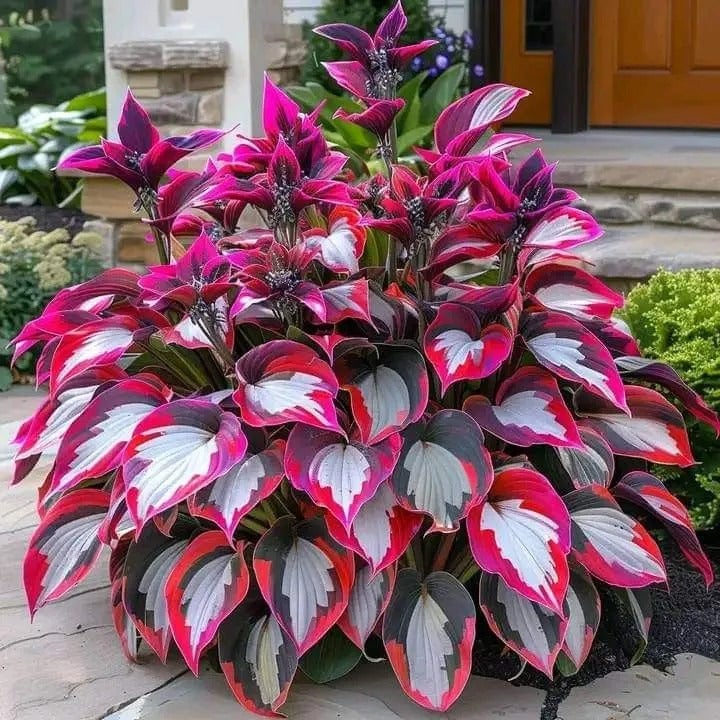 CILIFER® Premium Rare Hosta 🌿 Shade-Tolerant Plant