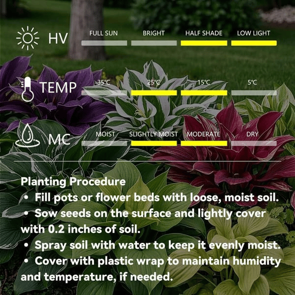 CILIFER® Premium Rare Hosta 🌿 Shade-Tolerant Plant