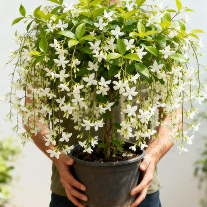 CILIFER® 🏆75K+ SOLD! 🌿❄️ Midnight Perfume Jasmine Seeds – Winter Planting. Perennial Blooms & Fragrant Garden Elegance 🌸