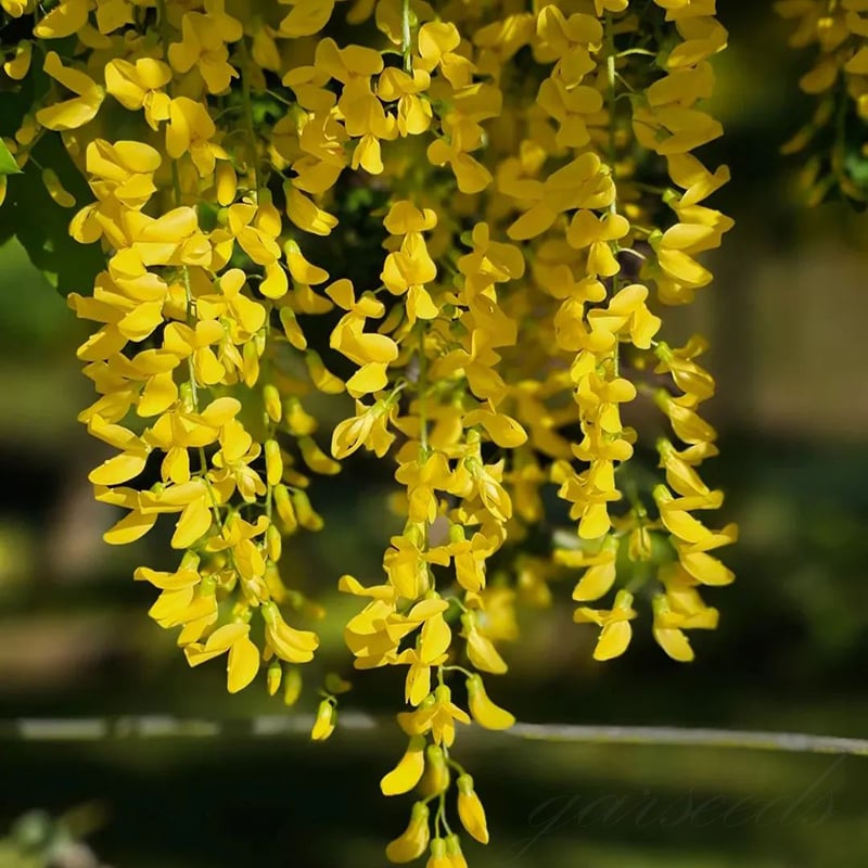⭐Yellow