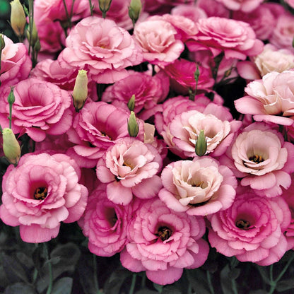 CILIFER® 🔥🌺Low-maintenance Eustoma Flower Seeds🌈