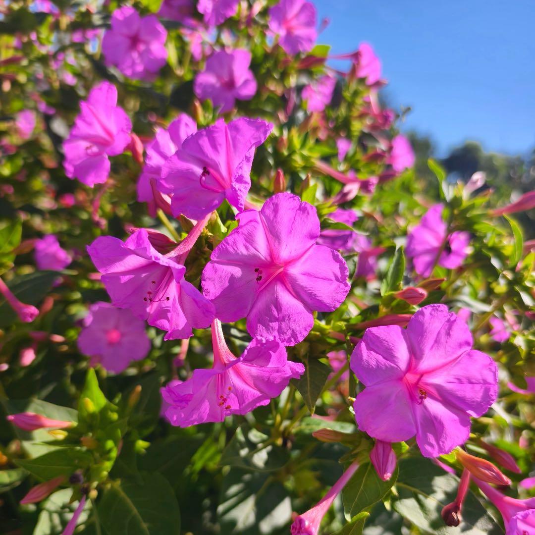 CILIFER® 🏆75K+ SOLD! 🌿❄️ Midnight Perfume Jasmine Seeds – Winter Planting. Perennial Blooms & Fragrant Garden Elegance 🌸