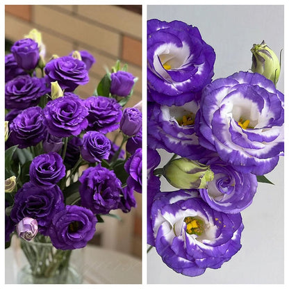 CILIFER® 🔥🌺Low-maintenance Eustoma Flower Seeds🌈