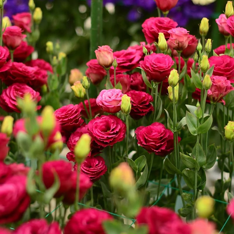 CILIFER® 🔥🌺Low-maintenance Eustoma Flower Seeds🌈