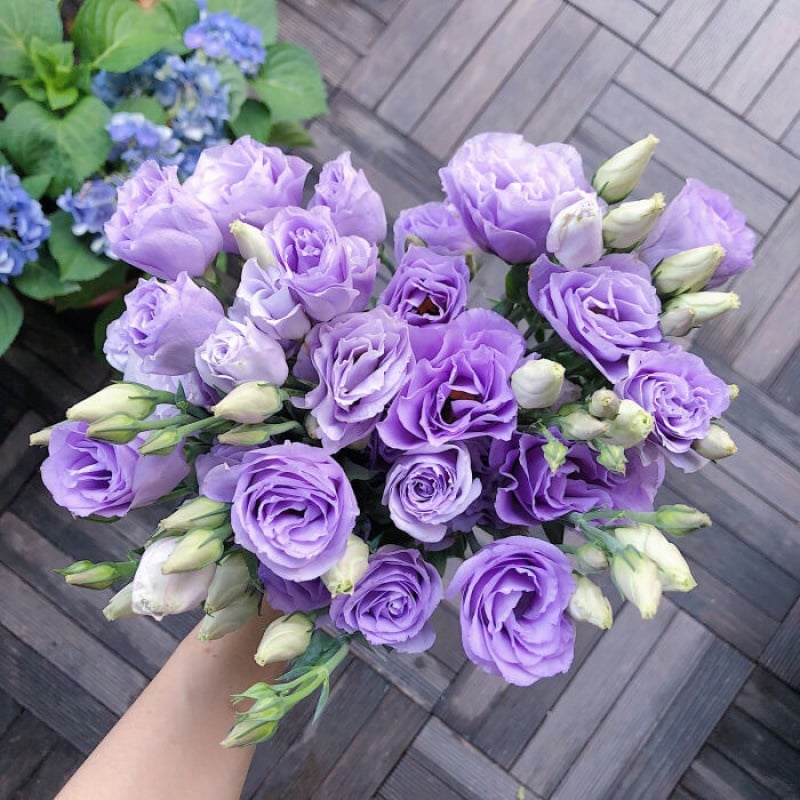 Light Purple