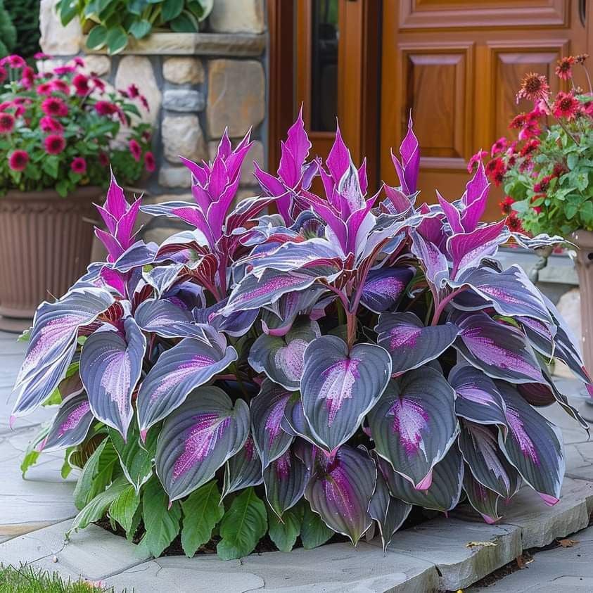 Purple Beauty