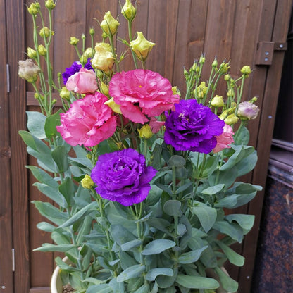 CILIFER® 🔥🌺Low-maintenance Eustoma Flower Seeds🌈