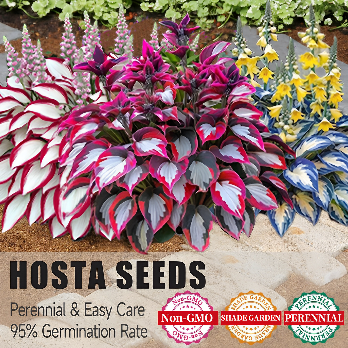 CILIFER® Premium Rare Hosta 🌿 Shade-Tolerant Plant