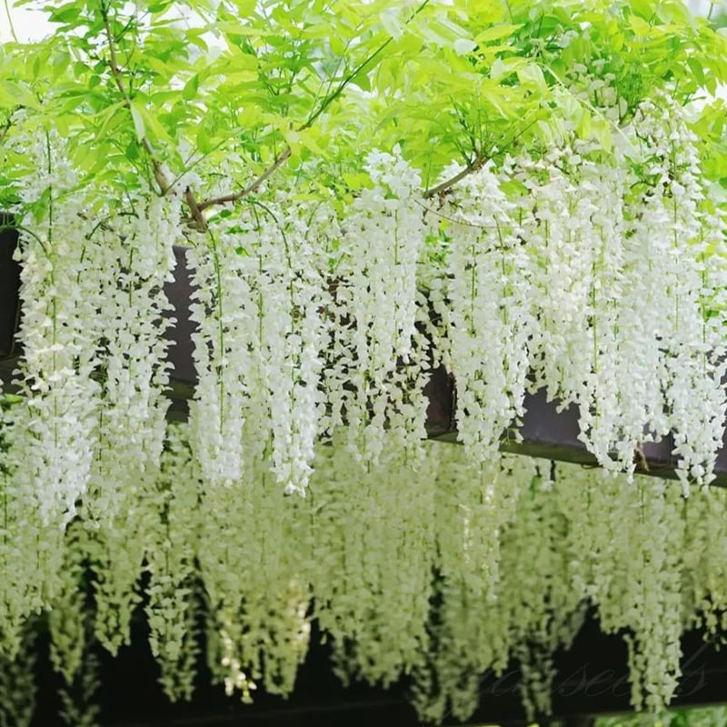 CILIFER® 🌸WISTERIA - THE GARDEN'S CASCADING BEAUTY ALL YEAR ROUND