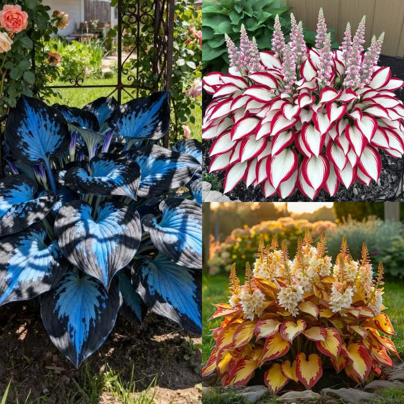 CILIFER® Premium Rare Hosta 🌿 Shade-Tolerant Plant