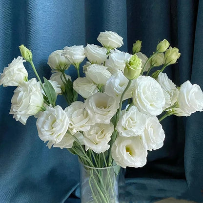 CILIFER® 🔥🌺Low-maintenance Eustoma Flower Seeds🌈
