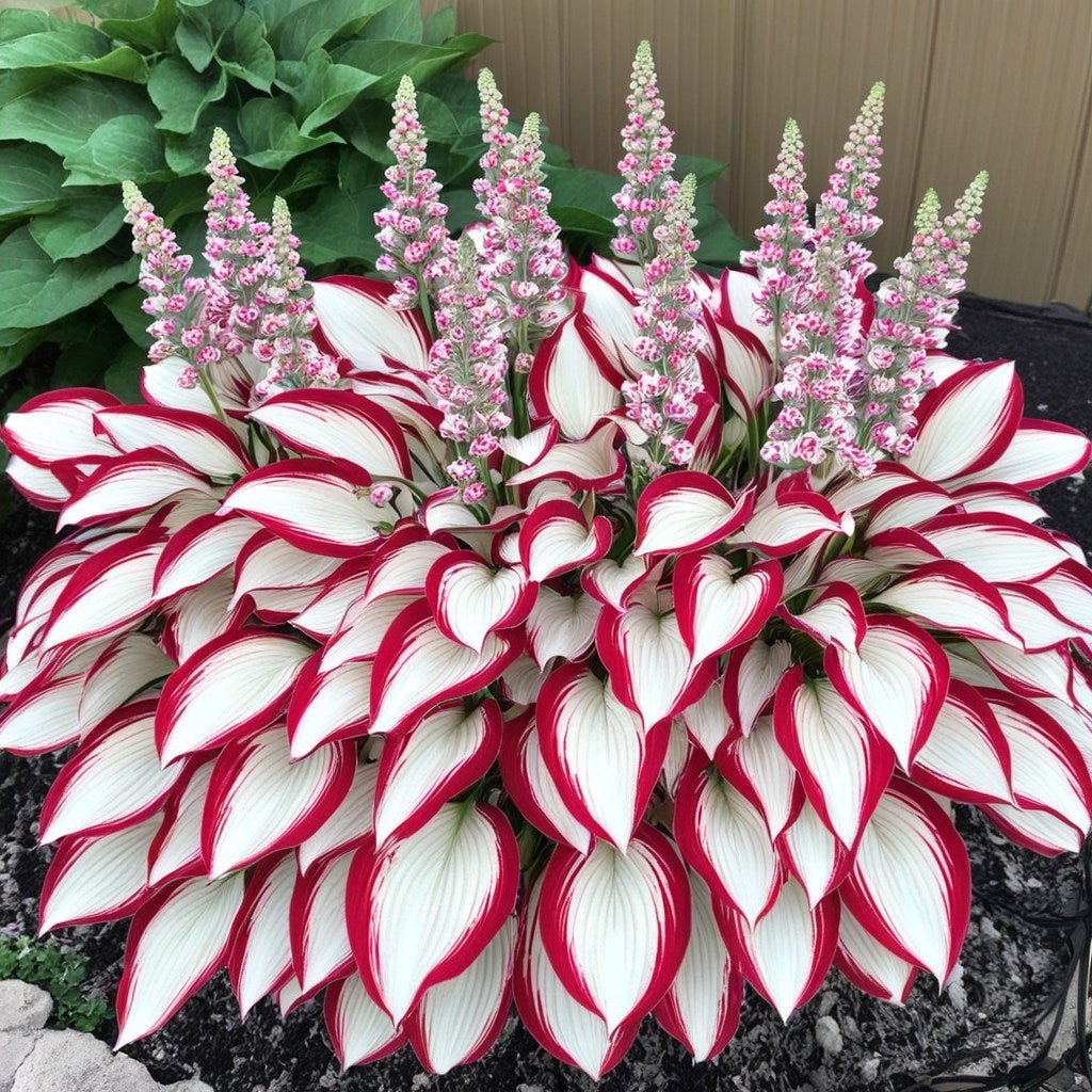 Red White