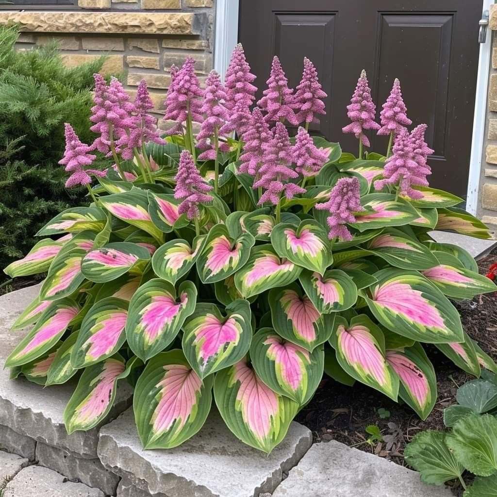 Pink Green