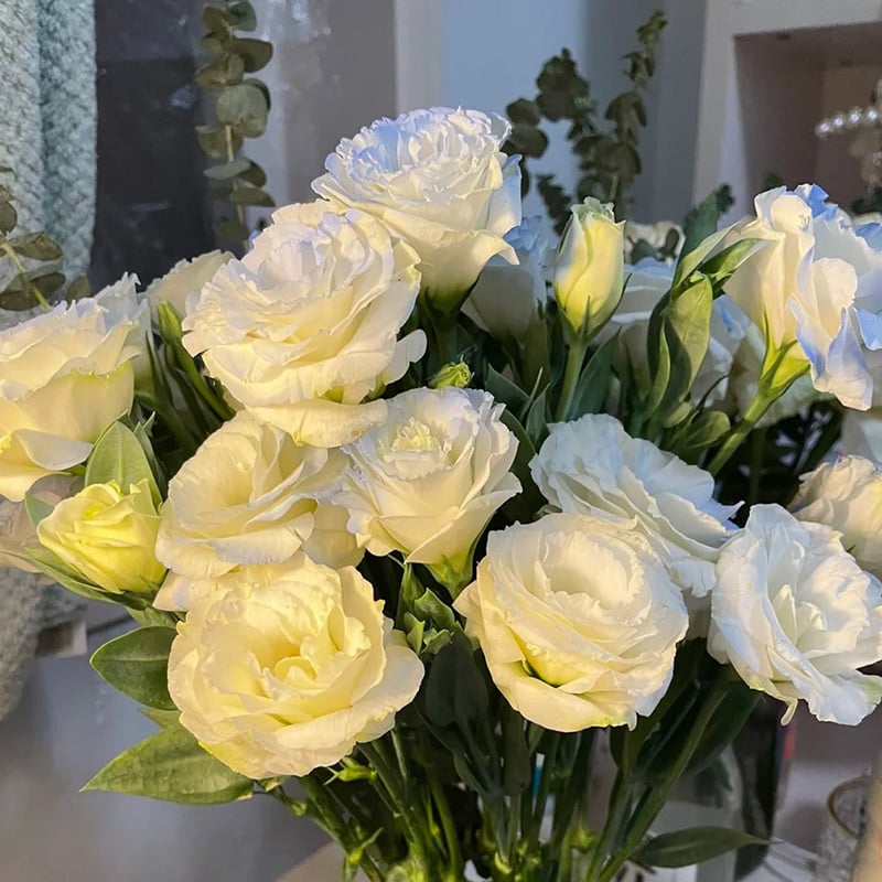 CILIFER® 🔥🌺Low-maintenance Eustoma Flower Seeds🌈