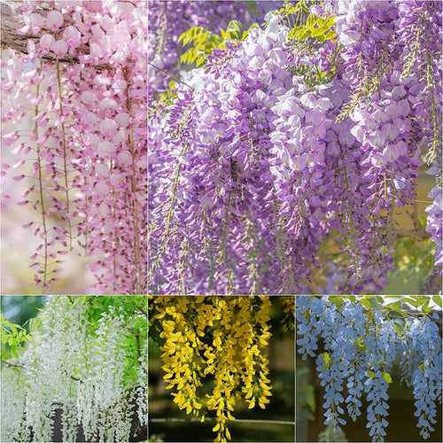 CILIFER® 🌸WISTERIA - THE GARDEN'S CASCADING BEAUTY ALL YEAR ROUND