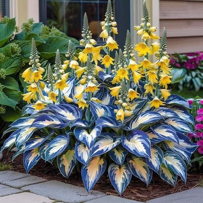 CILIFER® Premium Rare Hosta 🌿 Shade-Tolerant Plant