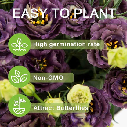 CILIFER® 🔥🌺Low-maintenance Eustoma Flower Seeds🌈