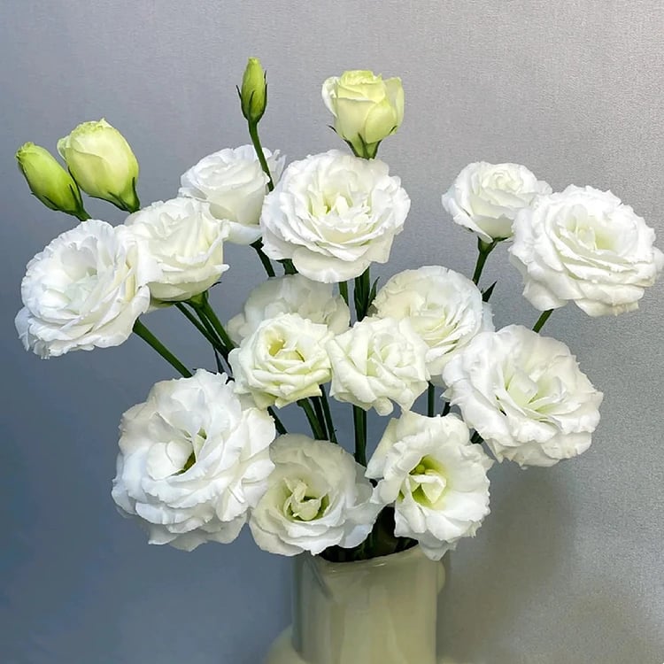 CILIFER® 🔥🌺Low-maintenance Eustoma Flower Seeds🌈