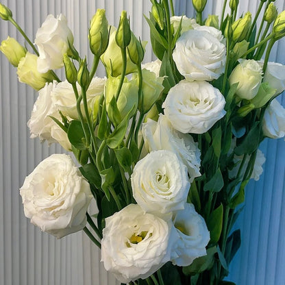 CILIFER® 🔥🌺Low-maintenance Eustoma Flower Seeds🌈