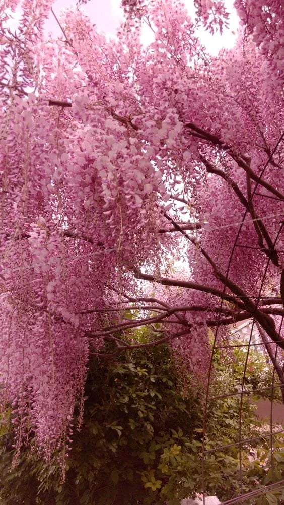 CILIFER® 🌸WISTERIA - THE GARDEN'S CASCADING BEAUTY ALL YEAR ROUND