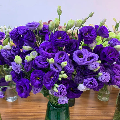 CILIFER® 🔥🌺Low-maintenance Eustoma Flower Seeds🌈